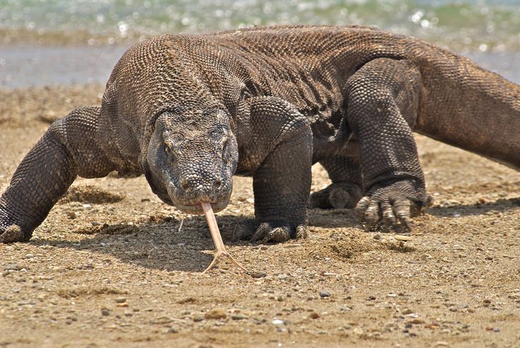 Komodo Island