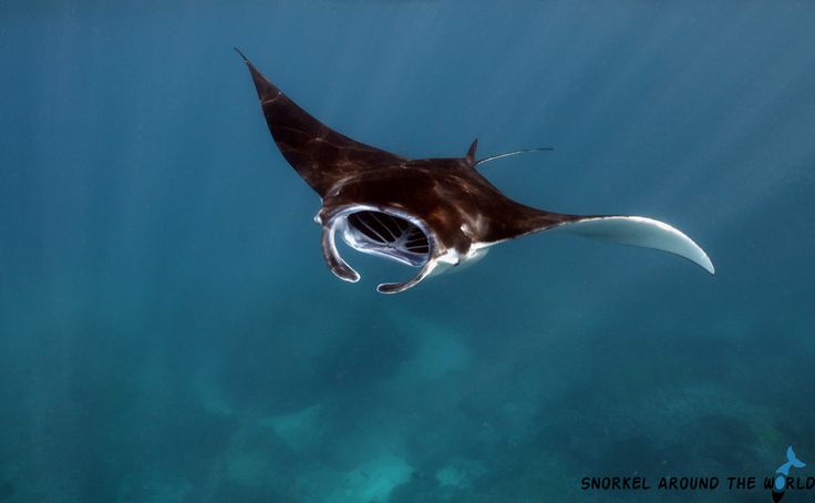 Manta Point